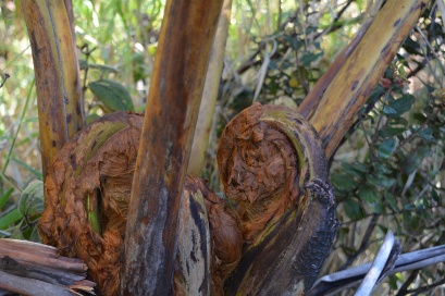 tree fern fiddlehead